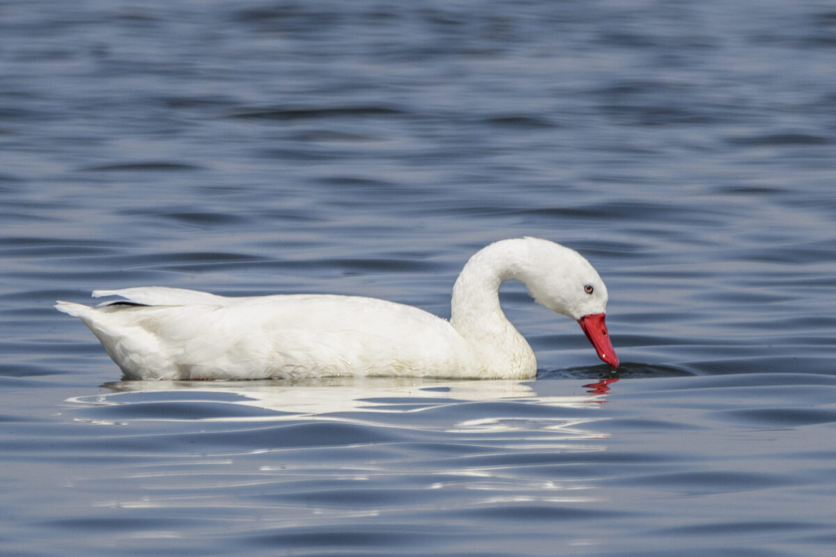 13_Fauna_Cisne-Coscoroba-scaled