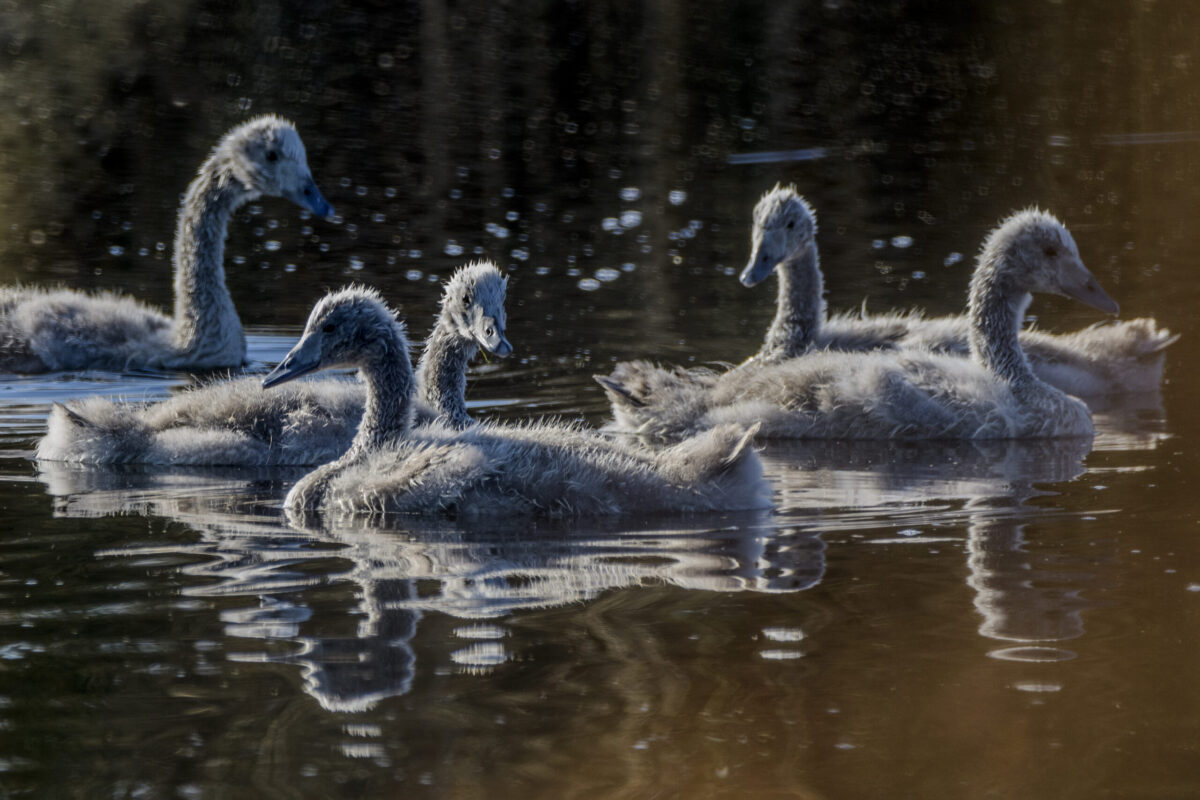 15_Fauna_Cisne-Coscoroba-scaled