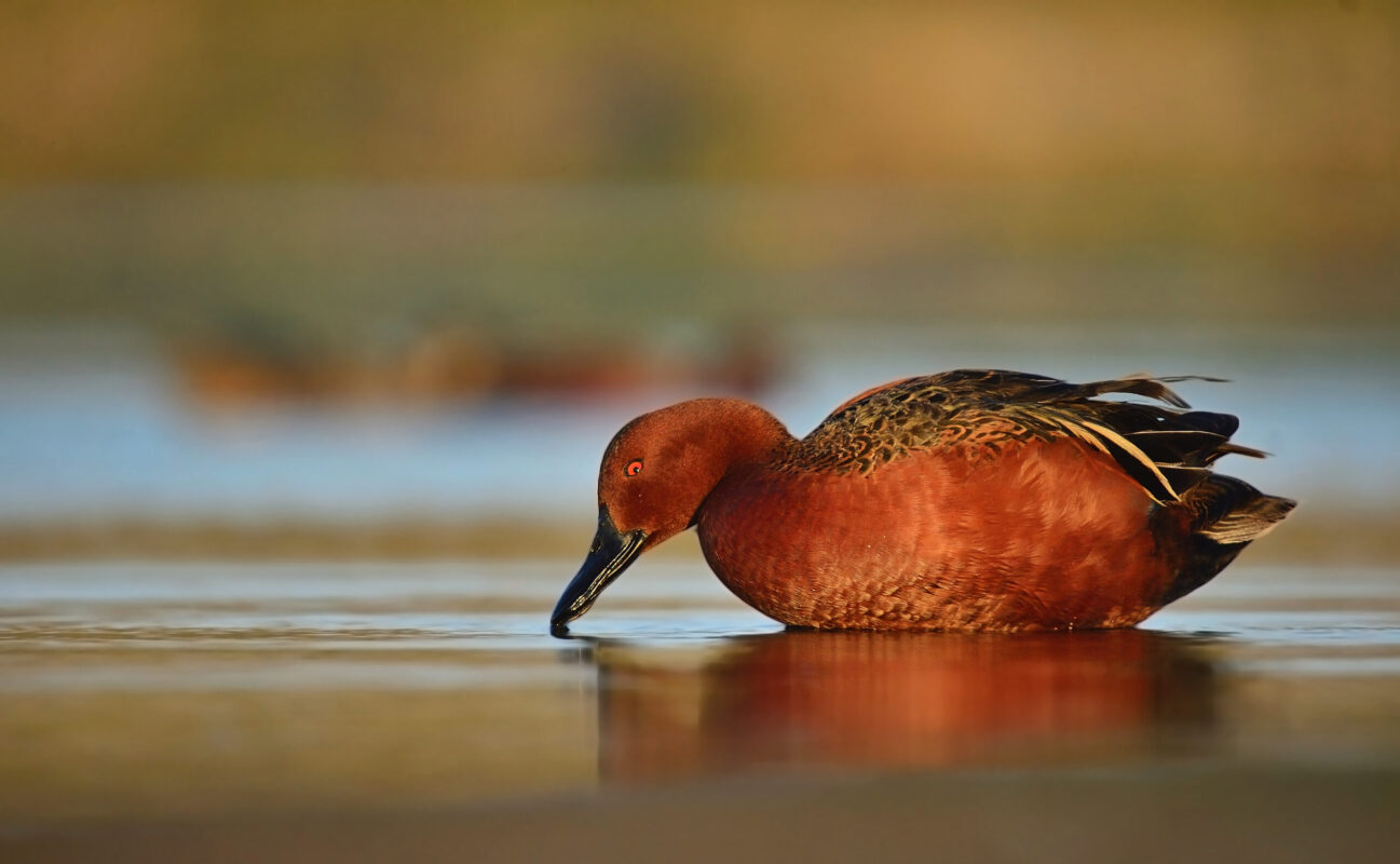27_Fauna_Pato-colorado_JB-scaled