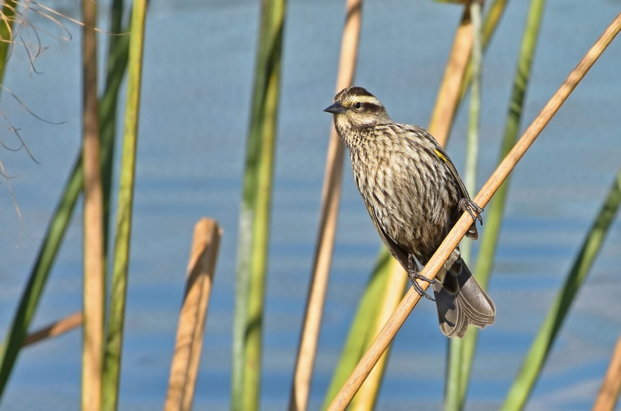 32_Fauna_Trile_JB-scaled