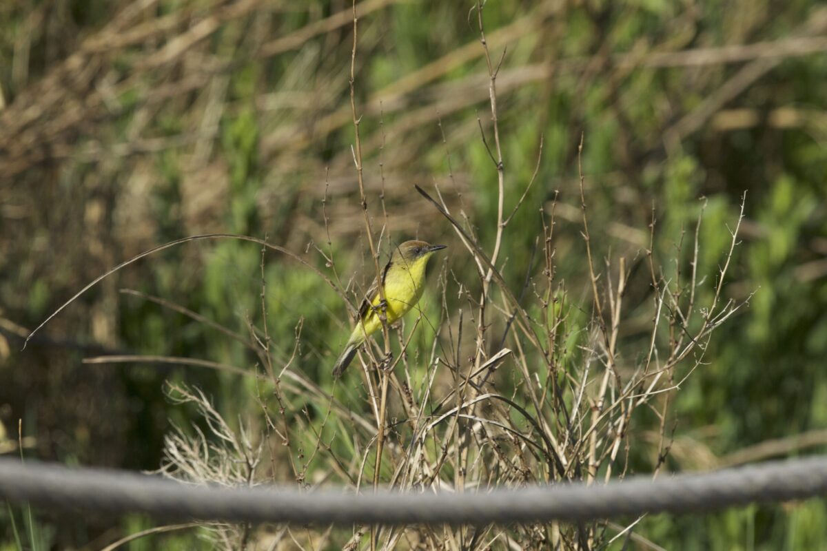 86_Fauna_Pajaro-amarillo_Fernando-Diaz-scaled