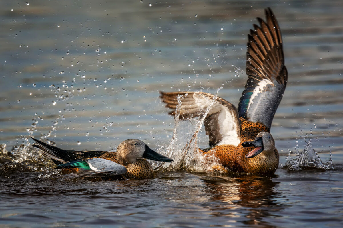 Pato cuchara. Anas platalea.