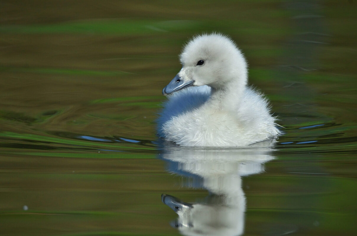 cisne-cuello-negro-scaled